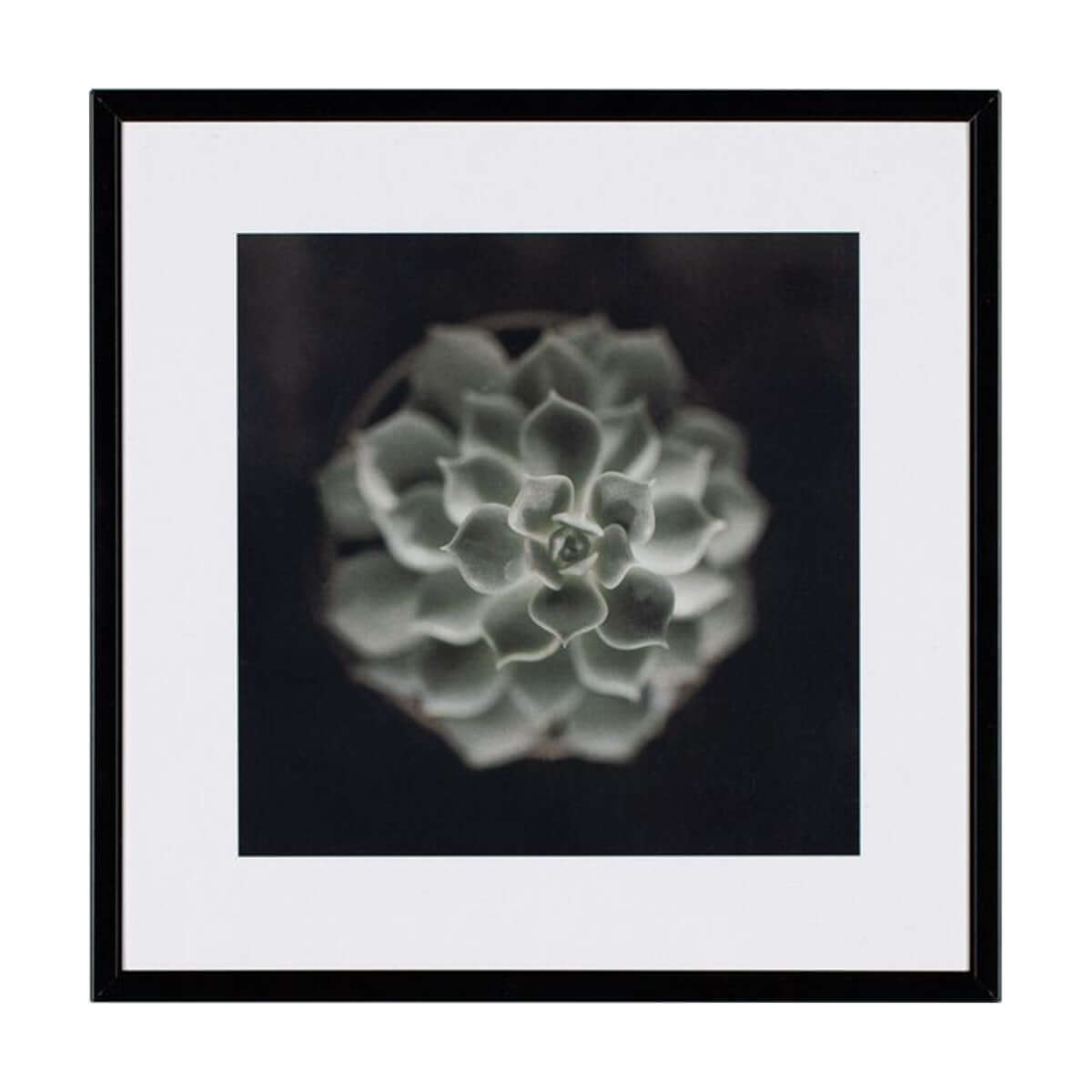 Слика 21 X 21 CACTUS II