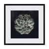 Слика 21 X 21 CACTUS II