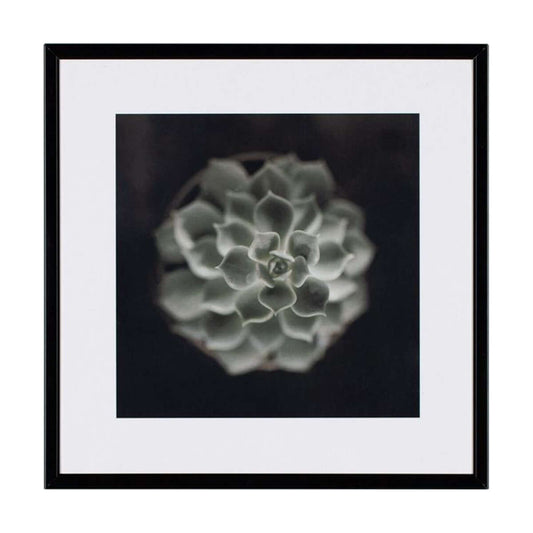 Слика 21 X 21 CACTUS II
