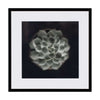 Слика 21 X 21 CACTUS II