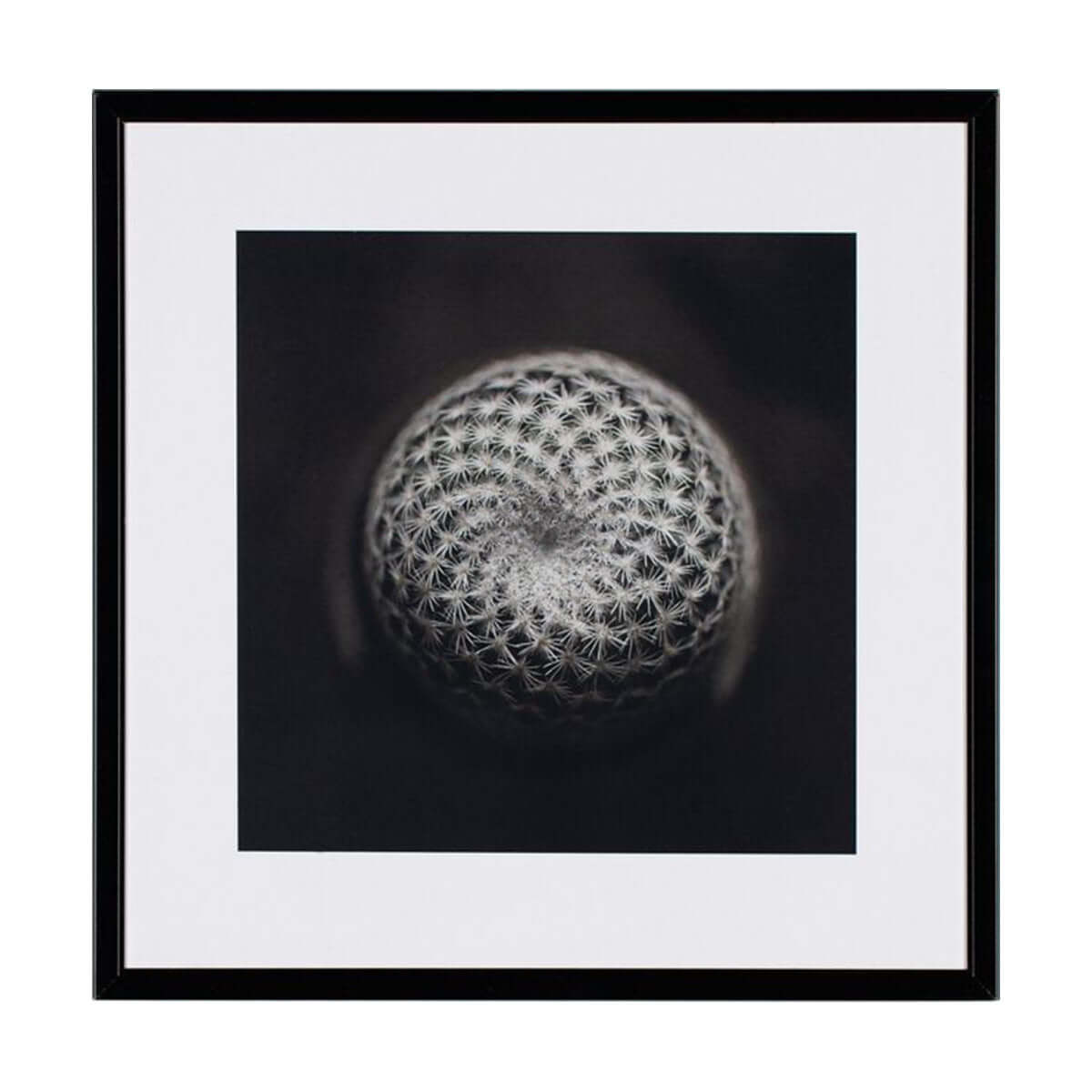 Слика 21 X 21 CACTUS III